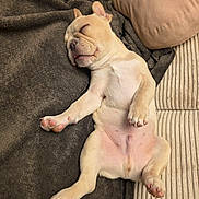 Aïko participe au concours pour gagner de l'argent avec cette photo : puppy, dog, sleeping, cute, blanket, couch, pet, relaxed, indoors, fur, paw, canine, tongue, nap, young, animal, rest, cozy, comfortable, adorable