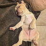 puppy, dog, sleeping, cute, blanket, couch, pet, relaxed, indoors, fur, paw, canine, tongue, nap, young, animal, rest, cozy, comfortable, adorable