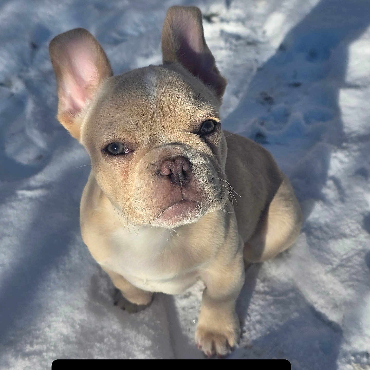 Aïko participe au concours pour gagner de l'argent avec cette photo : puppy, dog, french_bulldog, snow, outdoor, animal, cute, pet, small_dog, ears, fur, sunlight, shadow, looking_up, expression, winter, playful, text_overlay, judging, adorable