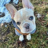 dog, puppy, french_bulldog, ears, eyes, grass, snow, outdoor, pet, cute, animal, canine, mammal, winter, jacket, young, adorable, looking_up, fur, nature