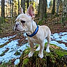 Aïko participe au concours pour gagner de l'argent avec cette photo : dog, french_bulldog, puppy, forest, tree_stump, moss, snow, outdoor, nature, animal, pet, canine, winter, woods, young_dog, collar, standing, daylight, scenery, adventure