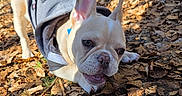 Aïko participe au concours pour gagner de l'argent avec cette photo : animal, canine, chewing, cute, dog, fall, forest, french_bulldog, ground, hoodie, leaves, nature, outdoor, pet, playful, puppy, stick, sunlight, woods, young_dog