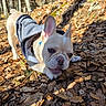 Aïko participe au concours pour gagner de l'argent avec cette photo : dog, french_bulldog, puppy, hoodie, stick, leaves, forest, outdoor, sunlight, nature, playful, animal, cute, pet, canine, fall, woods, young_dog, chewing, ground