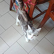 Nounouche a rejoint le concours — aidez-le/la à gagner de superbes lots ! cat, animal, pet, indoor, curious, wooden_chair, woven_seat, floor_tiles, white_paws, gray_fur, tail_up, looking_up, domestic, feline, furniture, home, tile_floor, playful, companion, curiosity