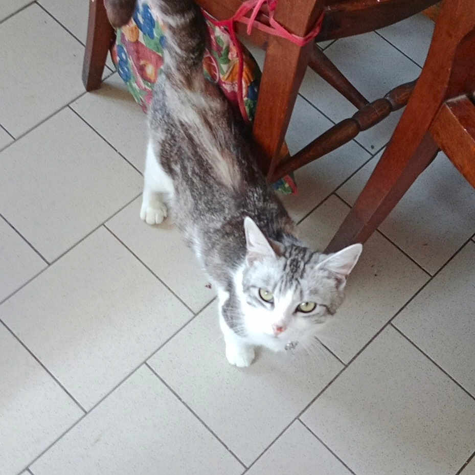 Nounouche a rejoint le concours — aidez-le/la à gagner de superbes lots ! animal, cat, companion, curiosity, curious, domestic, feline, floor_tiles, furniture, gray_fur, home, indoor, looking_up, pet, playful, tail_up, tile_floor, white_paws, wooden_chair, woven_seat