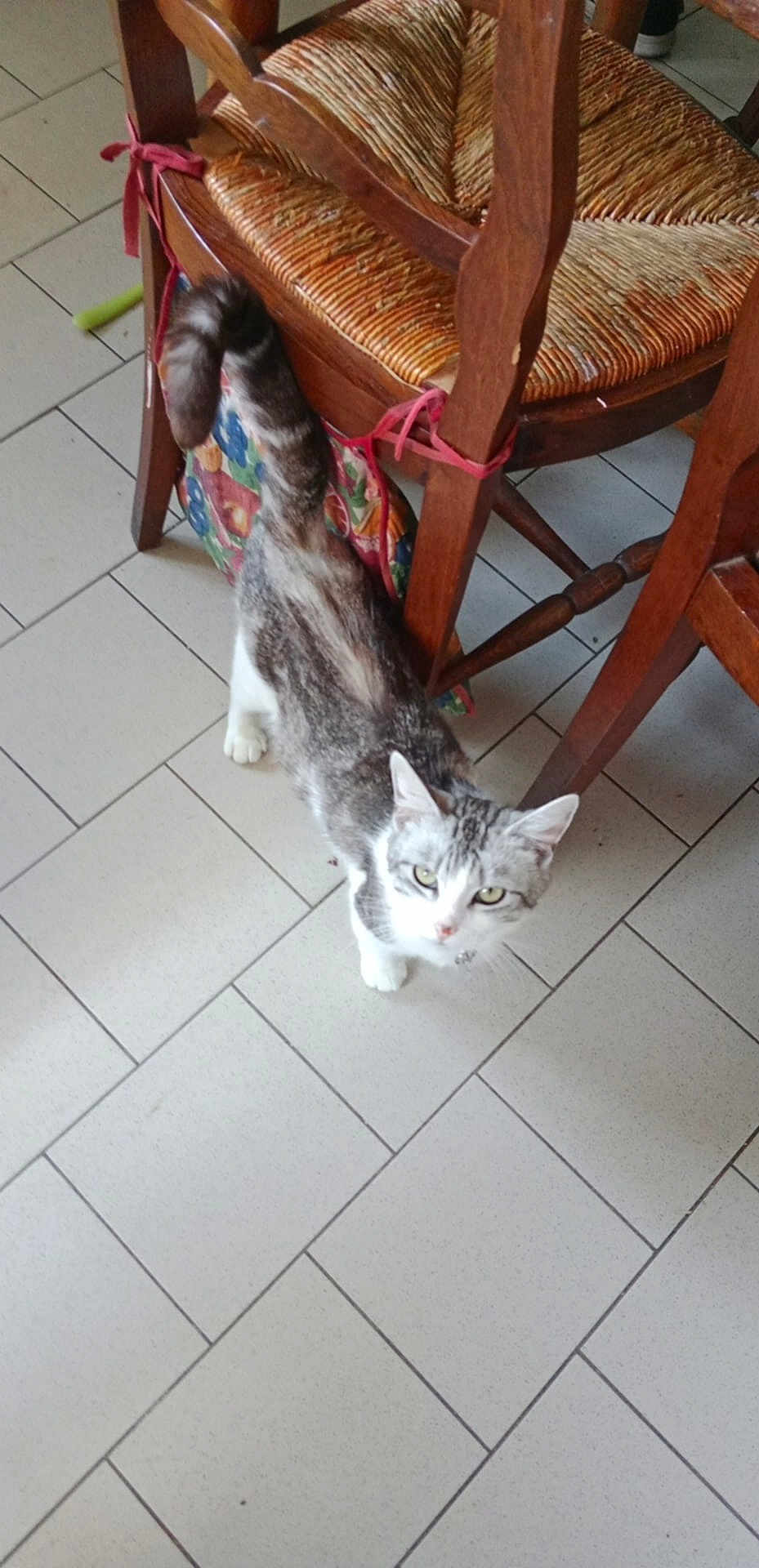 Nounouche a rejoint le concours — aidez-le/la à gagner de superbes lots ! cat, animal, pet, indoor, curious, wooden_chair, woven_seat, floor_tiles, white_paws, gray_fur, tail_up, looking_up, domestic, feline, furniture, home, tile_floor, playful, companion, curiosity