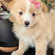 Lady a rejoint le concours — aidez-le/la à gagner de superbes lots ! puppy, dog, bow, fluffy, cute, pet, animal, plant, potted_plant, indoor, close_up, curious, fur, face, small, adorable, young, standing, black_surface, background_blur