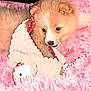 Lady participe au concours pour gagner de l'argent avec cette photo : puppy, dog, toy, plush, pink, blanket, soft, cute, animal, pet, fur, cozy, indoor, young, playful, comfort, resting, closeup, warm, adorable