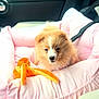 Lady participe au concours pour gagner de l'argent avec cette photo : puppy, dog, pet_bed, pink, plush_toy, car_interior, seatbelt, cute, fluffy, animal, young_dog, toy, soft, cozy, indoors, comfort, pet, travel, car_seat, small