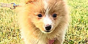 Lady a rejoint le concours — aidez-le/la à gagner de superbes lots ! puppy, dog, grass, outdoor, leash, cute, fluffy, animal, nature, young, pet, walking, sunlight, field, fur, adorable, canine, daytime, green, playful