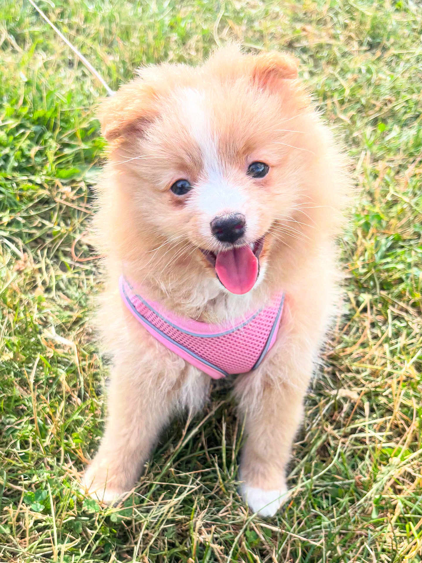 Lady participe au concours pour gagner de l'argent avec cette photo : puppy, dog, pink_harness, grass, outdoor, cute, fluffy, tongue_out, pet, animal, young_dog, happy, playful, nature, fur, walking, summer, sunlight, small_dog, adorable