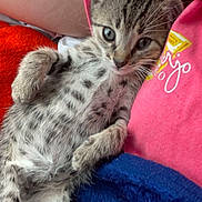 Luna is registered to the contest to win money with this photo: kitten, cat, pet, animal, fur, spotted, relaxed, cute, indoor, person, pink_shirt, blanket, orange_blanket, blue_blanket, closeup, young_cat, resting, cozy, whiskers, paw