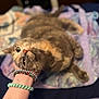 Gabi joined the competition — help win amazing prizes! animal, bed, blanket, bracelets, cat, closeup, comfort, cozy, curious, cute, domestic, feline, fur, hand, indoor, paws, pet, relaxed, resting, soft_focus