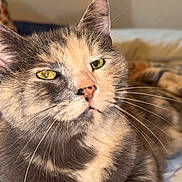 Gabi is registered to the contest to win money with this photo: animal, bed, cat, close_up, comfort, cute, domestic_cat, ear, feline, fur, indoor, muzzle, pet, portrait, relaxation, resting, sleepy, soft_light, whiskers, yellow_eyes