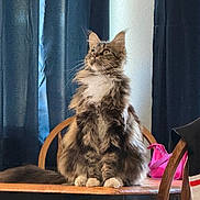 Luna joined the competition — help win amazing prizes! cat, fluffy, sitting, table, wooden_table, curtains, indoor, pet, feline, fur, whiskers, looking_up, domestic_animal, pink_bag, chair, home, natural_light, curious, brown, white_paws