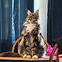 cat, fluffy, sitting, table, wooden_table, curtains, indoor, pet, feline, fur, whiskers, looking_up, domestic_animal, pink_bag, chair, home, natural_light, curious, brown, white_paws