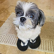 Maggie May joined the competition — help win amazing prizes! animal, close_up, curious, cute, dog, domestic_animal, flip_flops, floor, fur, gray_fur, indoor, looking_up, nose, paw, pet, rug, shiny_eyes, sitting, small_dog, white_fur