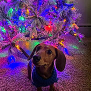 Miles joined the competition — help win amazing prizes! animal, carpet, celebration, christmas_tree, colorful_lights, cozy, curious, cute, dachshund, decorations, dog, festive, fur, holiday, holiday_lights, home, indoor, pet, small_dog, sweater