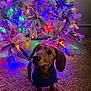 animal, carpet, celebration, christmas_tree, colorful_lights, cozy, curious, cute, dachshund, decorations, dog, festive, fur, holiday, holiday_lights, home, indoor, pet, small_dog, sweater