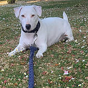 Nunuche a rejoint le concours — aidez-le/la à gagner de superbes lots ! dog, puppy, white_dog, pet, outdoor, garden, grass, flowers, daisies, fallen_leaves, leash, collar, lying_down, sitting, animal_portrait, floppy_ears, tail, black_nose, daylight, park