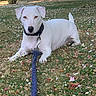 dog, puppy, white_dog, pet, outdoor, garden, grass, flowers, daisies, fallen_leaves, leash, collar, lying_down, sitting, animal_portrait, floppy_ears, tail, black_nose, daylight, park