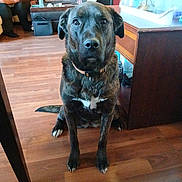 Taya is registered to the contest to win money with this photo: animal, black, brindle, brown, canine, collar, couch, dog, domestic, floor, furniture, home, indoor, living_room, person, pet, sitting, table, white, wooden_floor