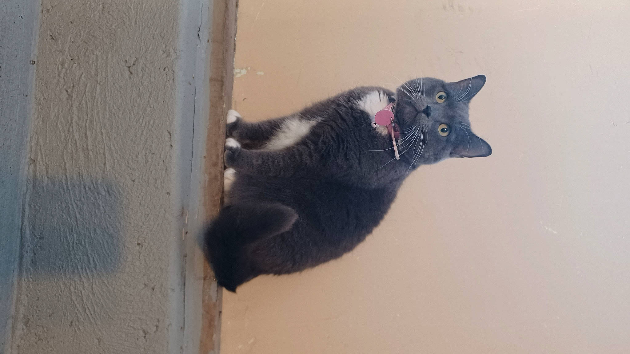 Shadow is registered to the contest to win money with this photo: black_cat, carnivore, cat, claw, domestic_short_haired_cat, eye, felidae, fur, grey, paw, small_to_medium_sized_cats, snout, tail, terrestrial_animal, whiskers, window, wood