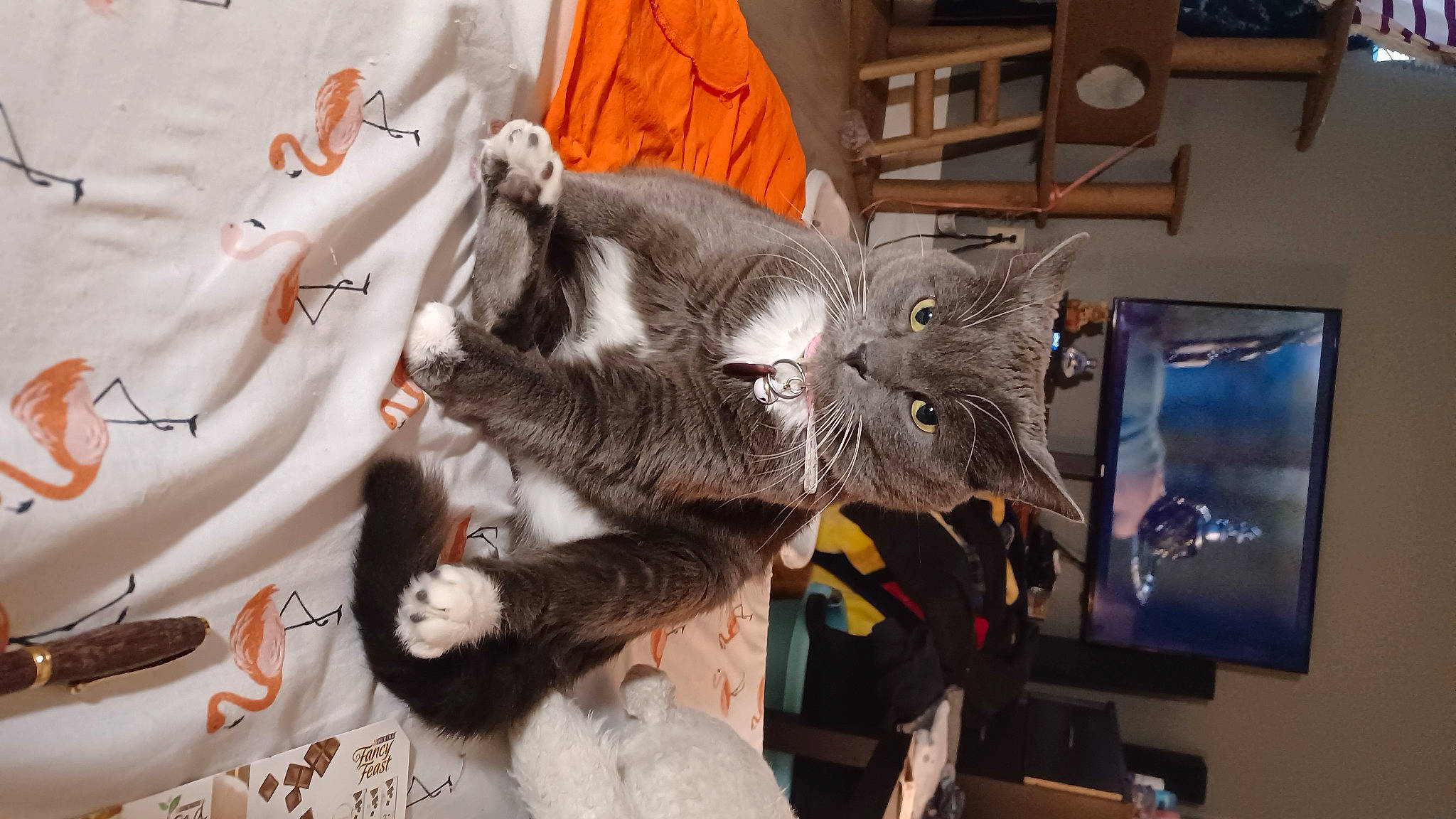 Shadow is registered to the contest to win money with this photo: carnivore, cat, claw, domestic_short_haired_cat, felidae, fur, grey, russian_blue, small_to_medium_sized_cats, tail, whiskers