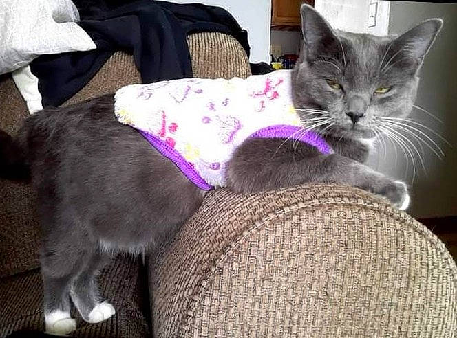 Shadow is registered to the contest to win money with this photo: black_cat, carnivore, cat, cat_bed, cat_furniture, cat_supply, claw, comfort, couch, dog_breed, domestic_short_haired_cat, felidae, fur, grey, paw, pet_supply, small_to_medium_sized_cats, snout, tail, whiskers