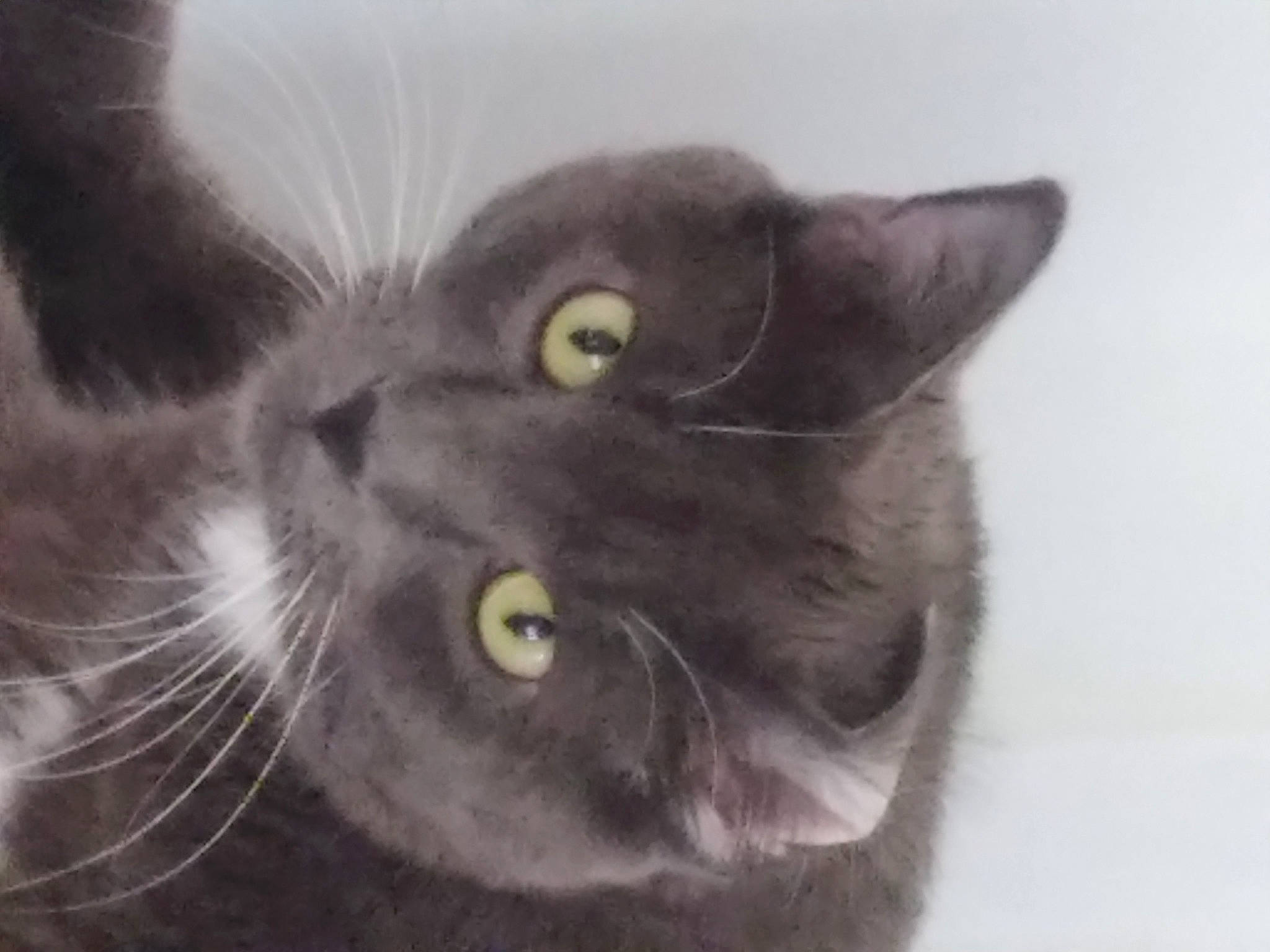 Shadow joined the competition — help win amazing prizes! black_cat, carnivore, cat, domestic_short_haired_cat, ear, felidae, fur, grey, monochrome_photography, paw, small_to_medium_sized_cats, snout, whiskers