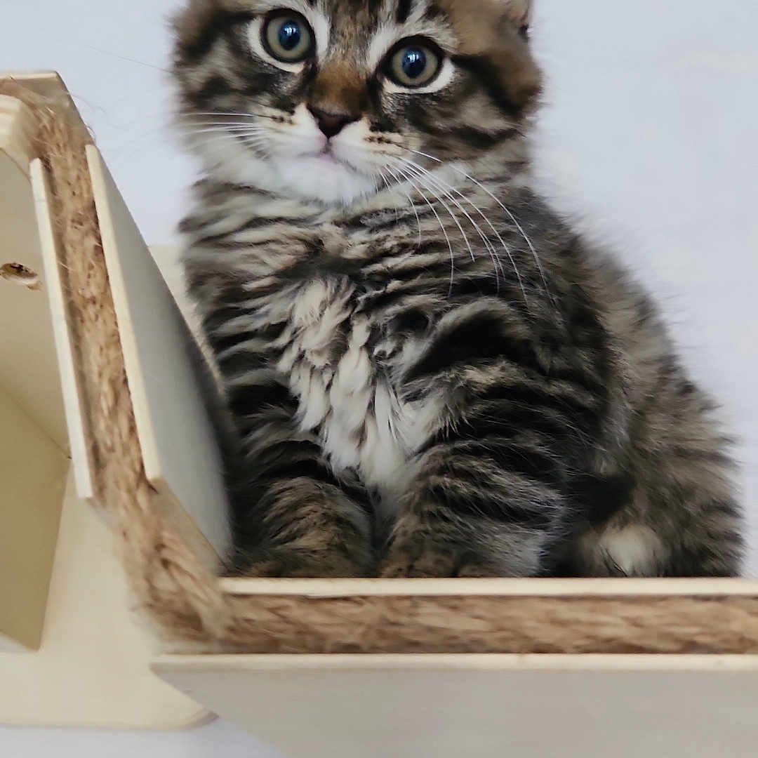 Asaad participe au concours pour gagner de l'argent avec cette photo : animal, cat, cozy, curious, cute, domestic, ears, feline, fluffy, fur, indoor, kitten, looking, pet, sitting, small, tabby, whiskers, wooden_box, young
