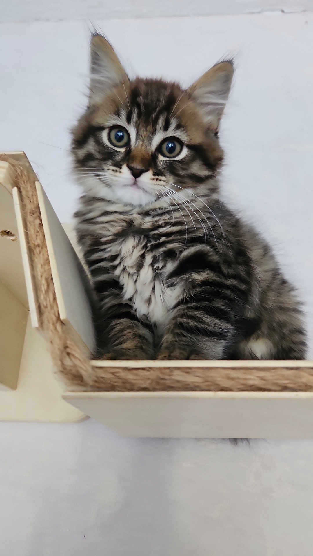 Asaad participe au concours pour gagner de l'argent avec cette photo : animal, cat, cozy, curious, cute, domestic, ears, feline, fluffy, fur, indoor, kitten, looking, pet, sitting, small, tabby, whiskers, wooden_box, young