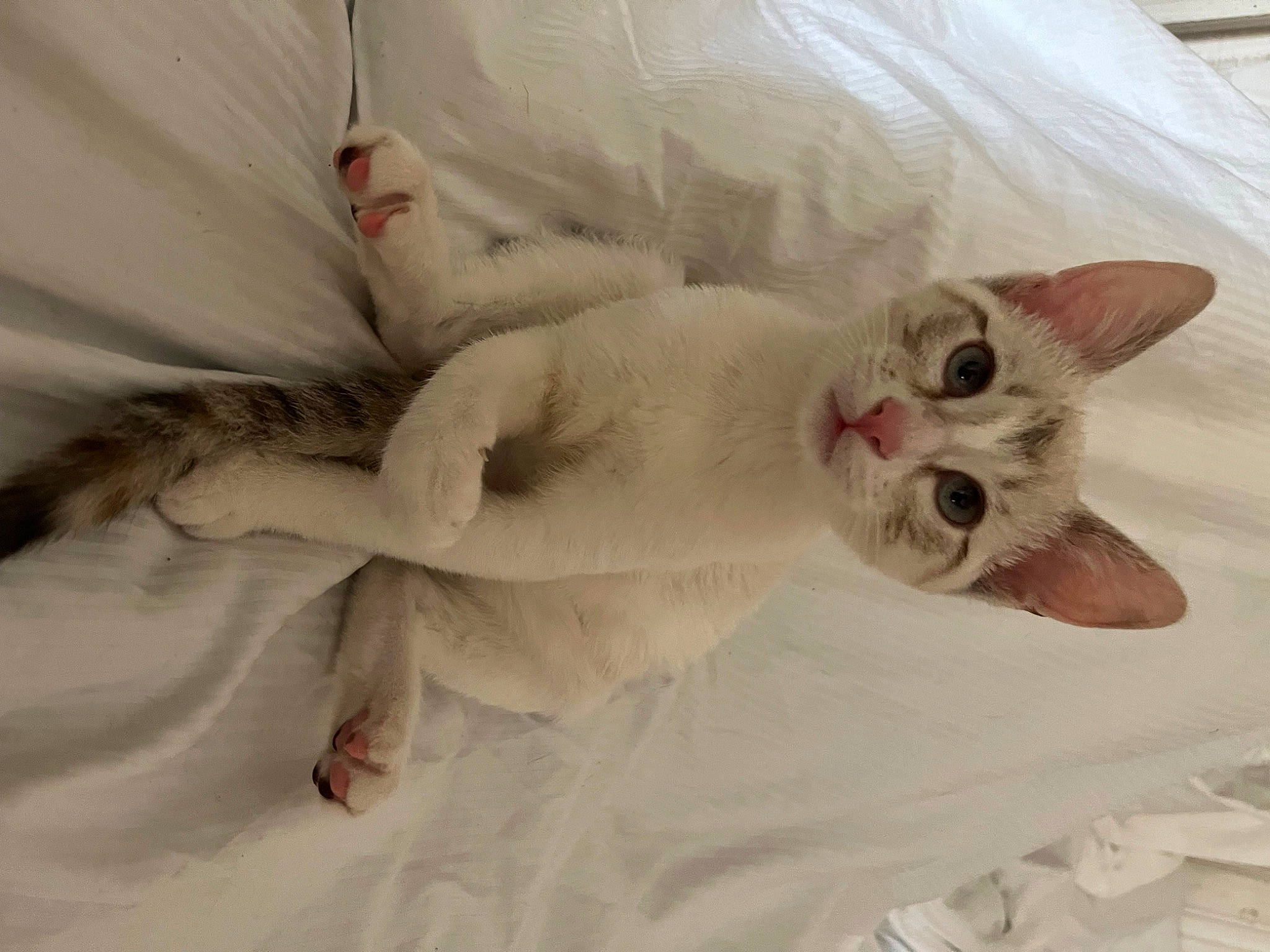 Alice is registered to the contest to win money with this photo: carnivore, cat, claw, comfort, domestic_short_haired_cat, fawn, felidae, fur, paw, small_to_medium_sized_cats, snout, tail, whiskers