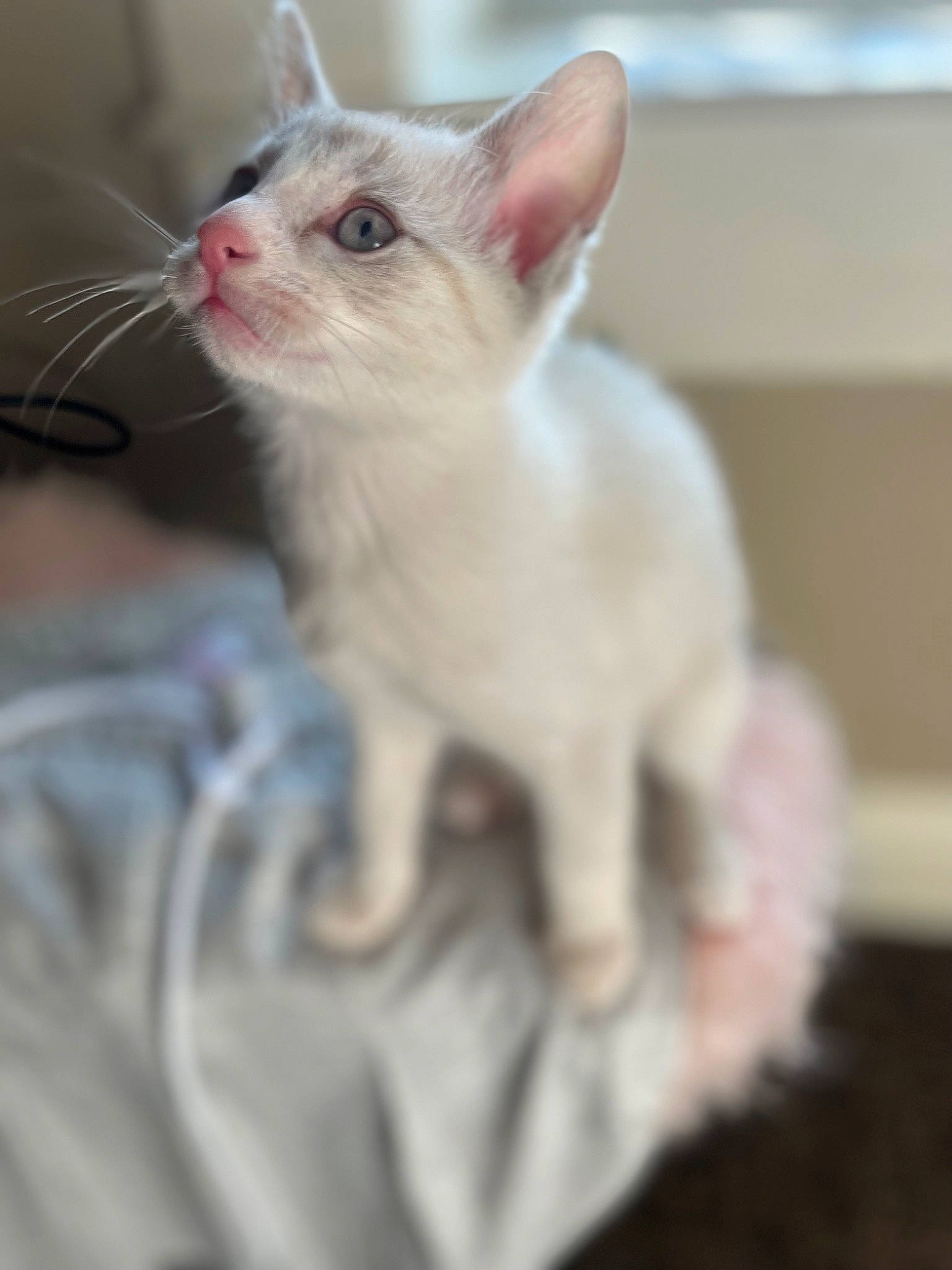 Alice joined the competition — help win amazing prizes! carnivore, cat, claw, ear, fawn, felidae, fur, paw, small_to_medium_sized_cats, snout, terrestrial_animal, whiskers