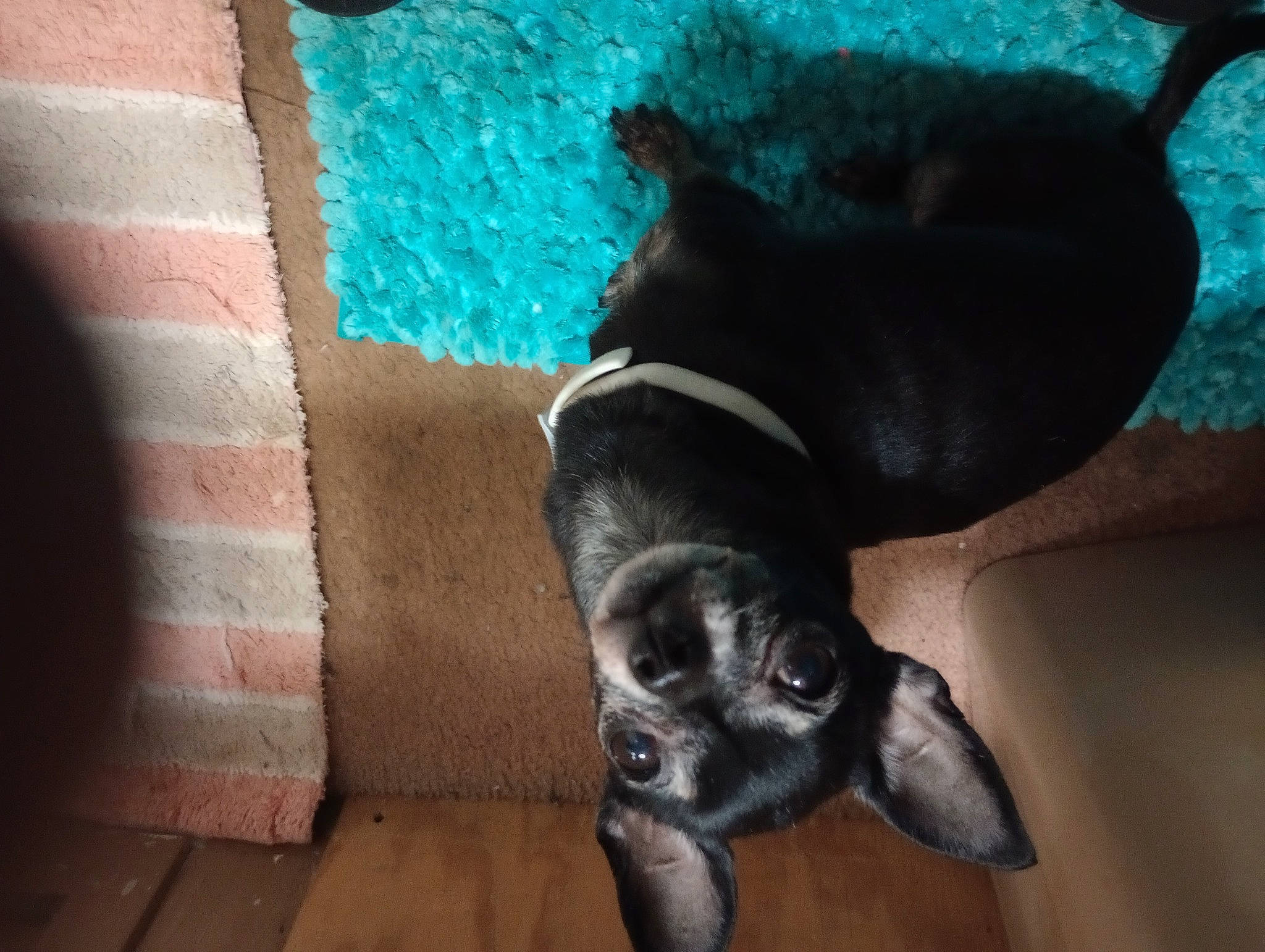 Mea joined the competition — help win amazing prizes! canidae, carnivore, companion_dog, dog, dog_breed, electric_blue, fawn, flooring, fur, hardwood, pet_supply, snout, sporting_group, tail, terrestrial_animal, tints_and_shades, toy_dog, whiskers, wood, working_animal