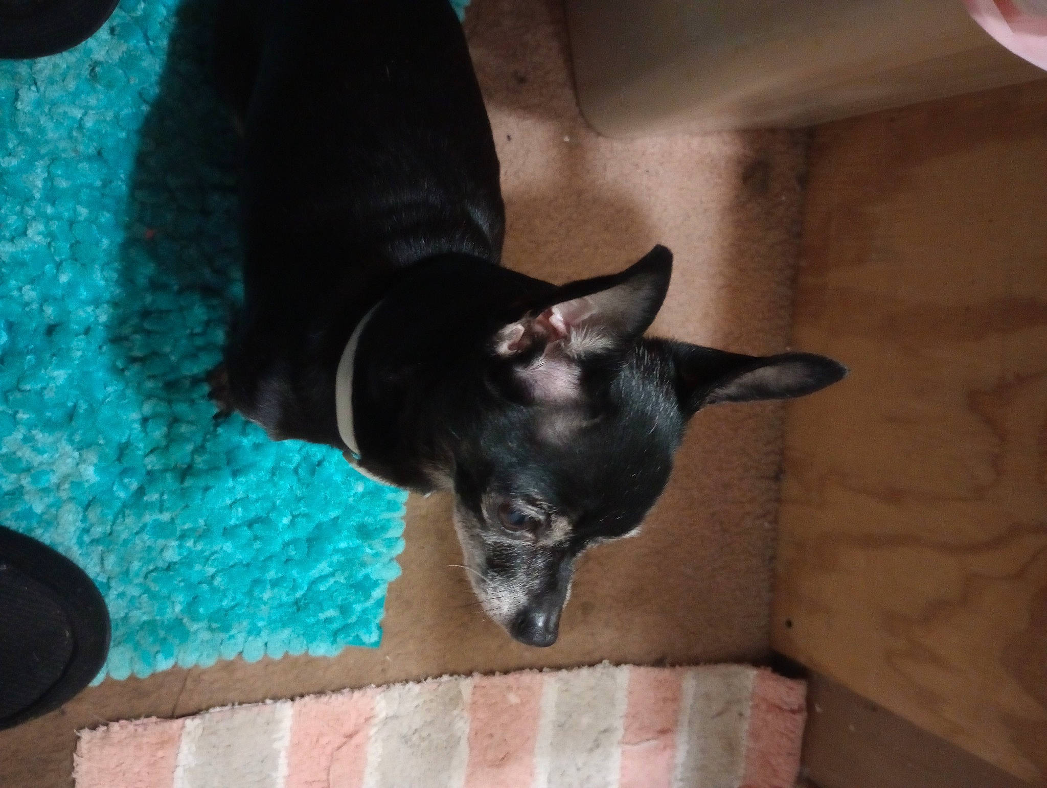 Mea joined the competition — help win amazing prizes! canidae, carnivore, cat, claw, dog_breed, domestic_short_haired_cat, electric_blue, fawn, felidae, fur, non_sporting_group, paw, small_to_medium_sized_cats, snout, sporting_group, tail, tints_and_shades, whiskers