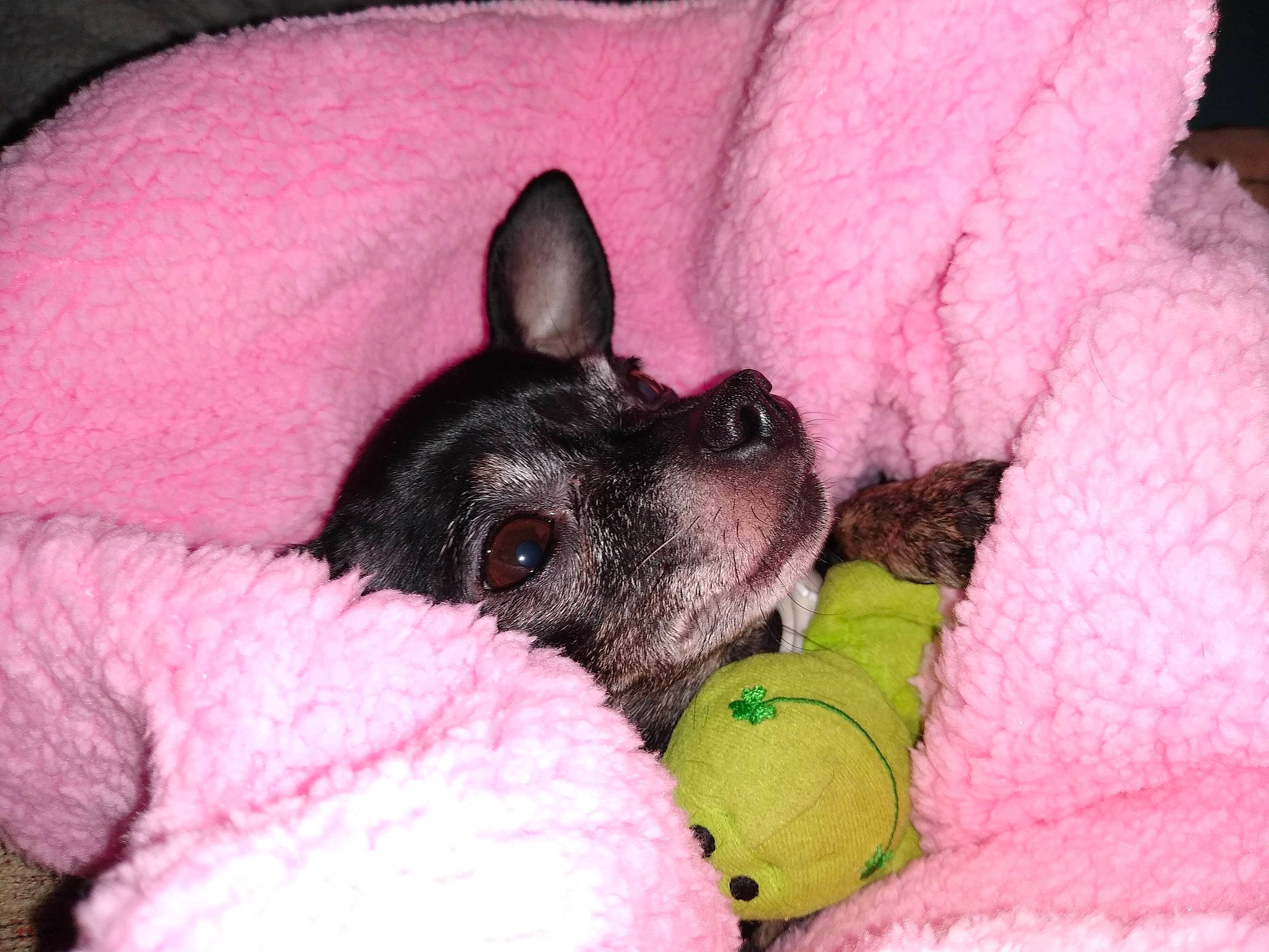 Mea is registered to the contest to win money with this photo: canidae, carnivore, comfort, companion_dog, dog, dog_breed, dog_supply, dog_toy, ear, fawn, fur, linens, magenta, nap, paw, pink, snout, sporting_group, toy_dog, whiskers