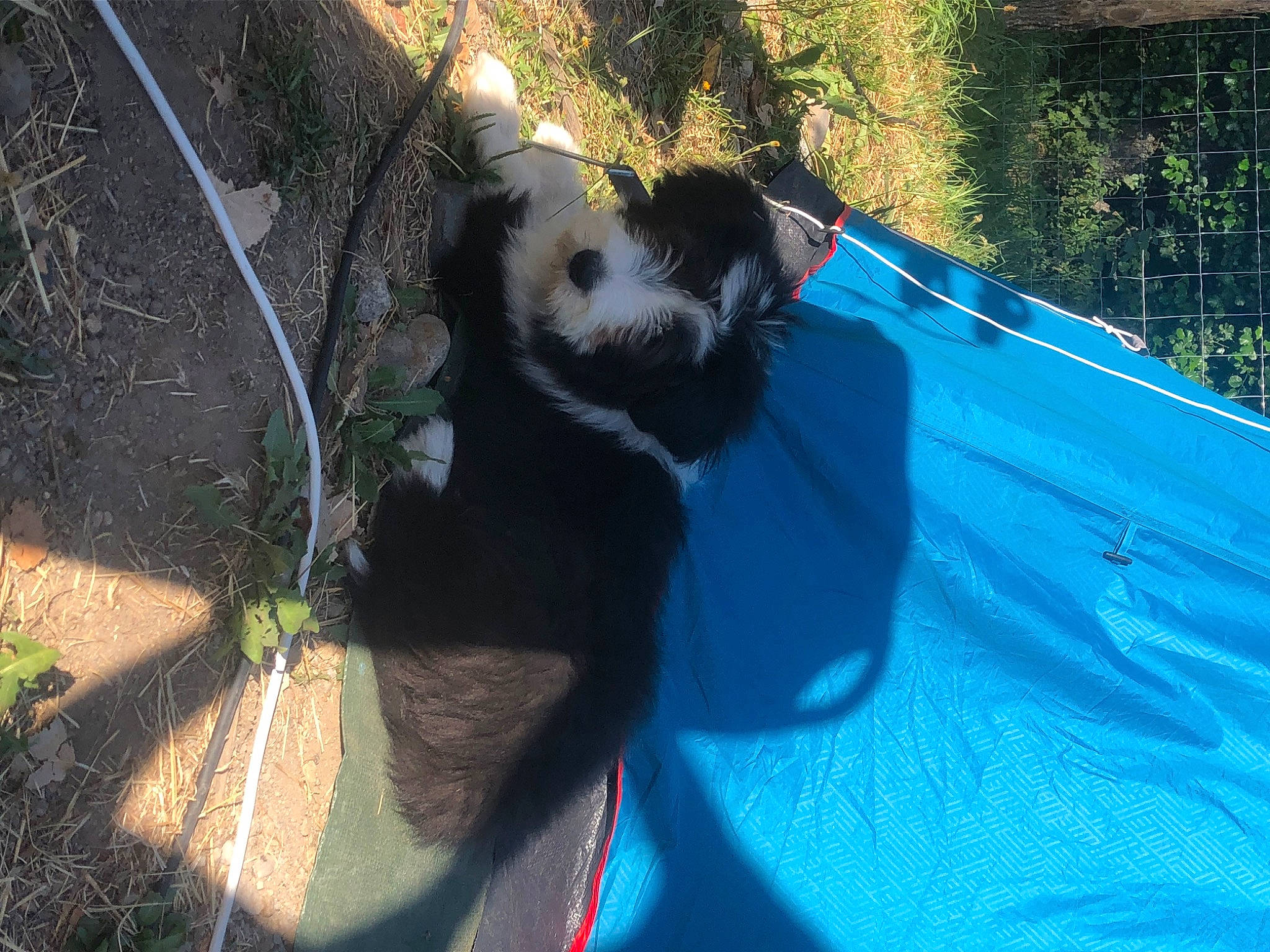 Tessie Du Joli Fou a rejoint le concours — aidez-le/la à gagner de superbes lots ! canidae, carnivore, companion_dog, dog_breed, electric_blue, fur, grass, leisure, light, panda, plant, recreation, shade, skunk, snout, sporting_group, tail, terrestrial_animal, tints_and_shades, tree