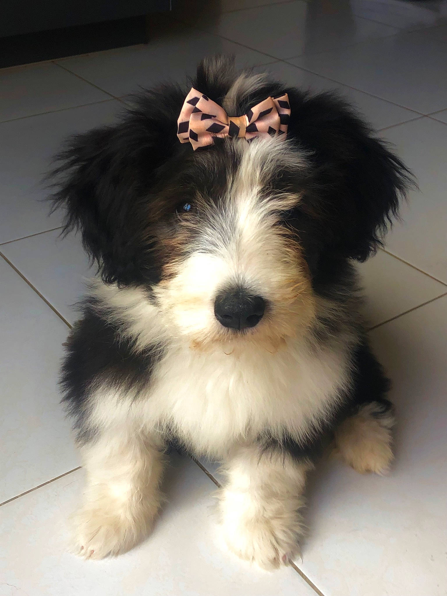 Tessie Du Joli Fou a rejoint le concours — aidez-le/la à gagner de superbes lots ! biewer_terrier, canidae, carnivore, companion_dog, dog, dog_breed, fur, maltepoo, non_sporting_group, puppy, small_terrier, snout, sporting_group, terrier, toy_dog, working_animal, working_dog