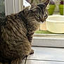 animal, background_blur, cat, close_up, curious, domestic_cat, feline, fur, glass_door, green_eyes, indoor, natural_light, pet, plant, sitting, tabby_cat, tile_floor, whiskers, window, yellow_basin