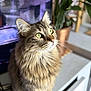 Horus participe au concours pour gagner de l'argent avec cette photo : animal, brown_fur, cat, close_up, curious, cute, domestic_cat, fluffy_fur, furniture, green_eyes, indoor, looking_up, pet, plant, portrait, potted_plant, sitting, soft_light, tabby_cat, whiskers