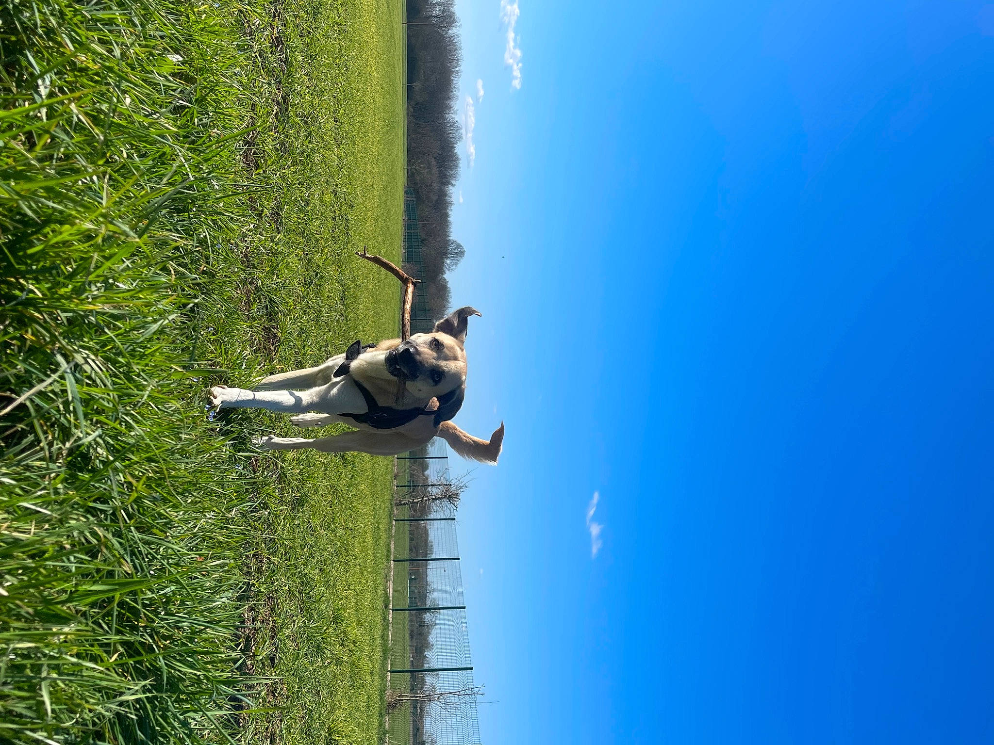 Ruby participe au concours pour gagner de l'argent avec cette photo : adventure, dog, extreme_sport, grass, grassland, landscape, leisure, people_in_nature, plant, plant_stem, pole, recreation, reflection, shadow, sky, slope, street_light, tree, water, wind
