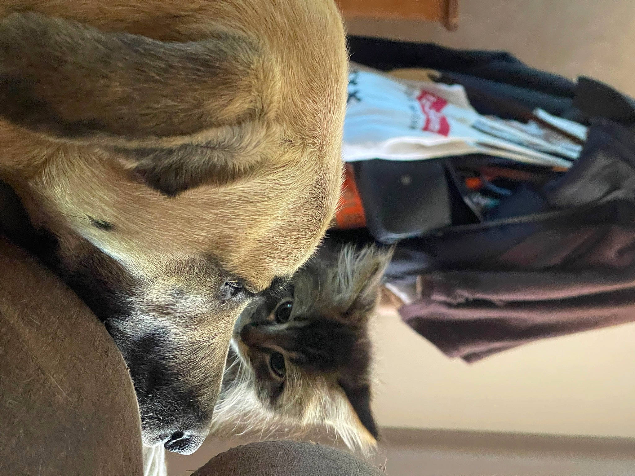 Ruby a rejoint le concours — aidez-le/la à gagner de superbes lots ! bag, canidae, carnivore, cat, claw, comfort, dog_breed, fawn, felidae, fur, human_leg, luggage_and_bags, small_to_medium_sized_cats, snout, sporting_group, tail, terrestrial_animal, whiskers, wood, working_animal