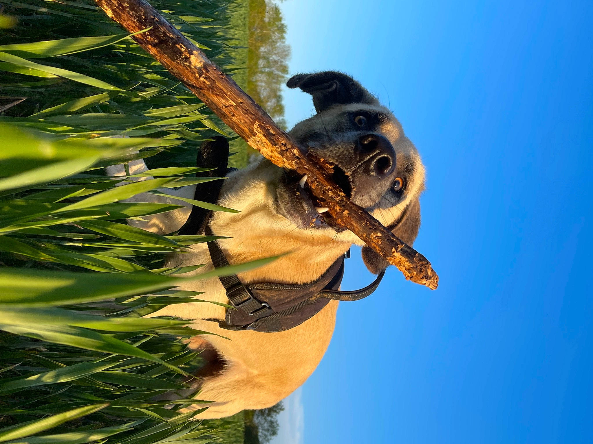 Ruby participe au concours pour gagner de l'argent avec cette photo : arecales, beak, branch, conifer, evergreen, grass, palm_tree, perching_bird, plant, plant_stem, pollinator, reptile, sky, terrestrial_plant, tree, trunk, twig, wildlife, wing, wood