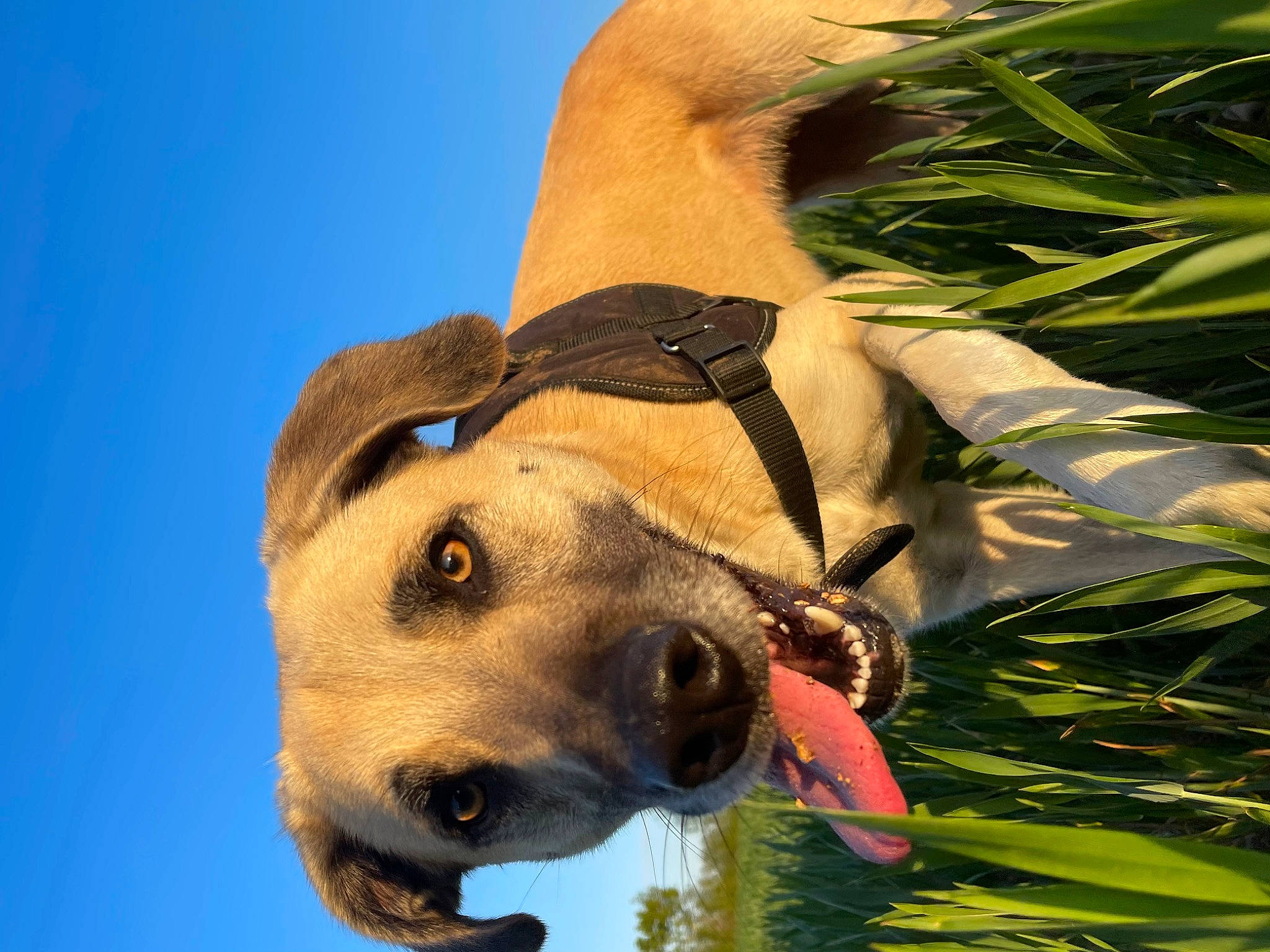 Ruby a rejoint le concours — aidez-le/la à gagner de superbes lots ! canidae, carnivore, dog, dog_breed, eye, fawn, gesture, grass, hat, jaw, people_in_nature, plant, sky, snout, sporting_group, terrestrial_animal, water, whiskers, wildlife, working_animal