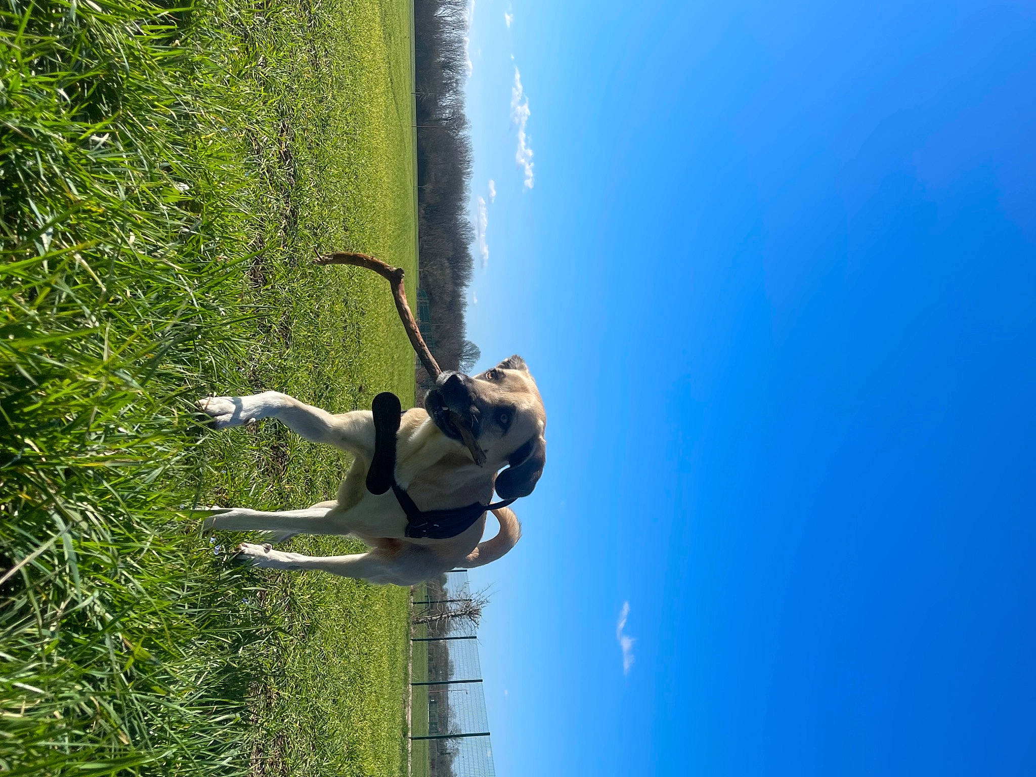 Ruby a rejoint le concours — aidez-le/la à gagner de superbes lots ! adventure, air_sports, elbow, electric_blue, extreme_sport, fun, grass, grassland, happy, leisure, people_in_nature, plant, recreation, rope, shadow, sky, sports, tree, water, wind