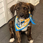 Zeke joined the competition — help win amazing prizes! animal, bandana, brindle, cute, dog, domestic, ears, floor, friendly, fur, indoor, looking, paws, pet, portrait, puppy, sitting, tile, white_paws, young