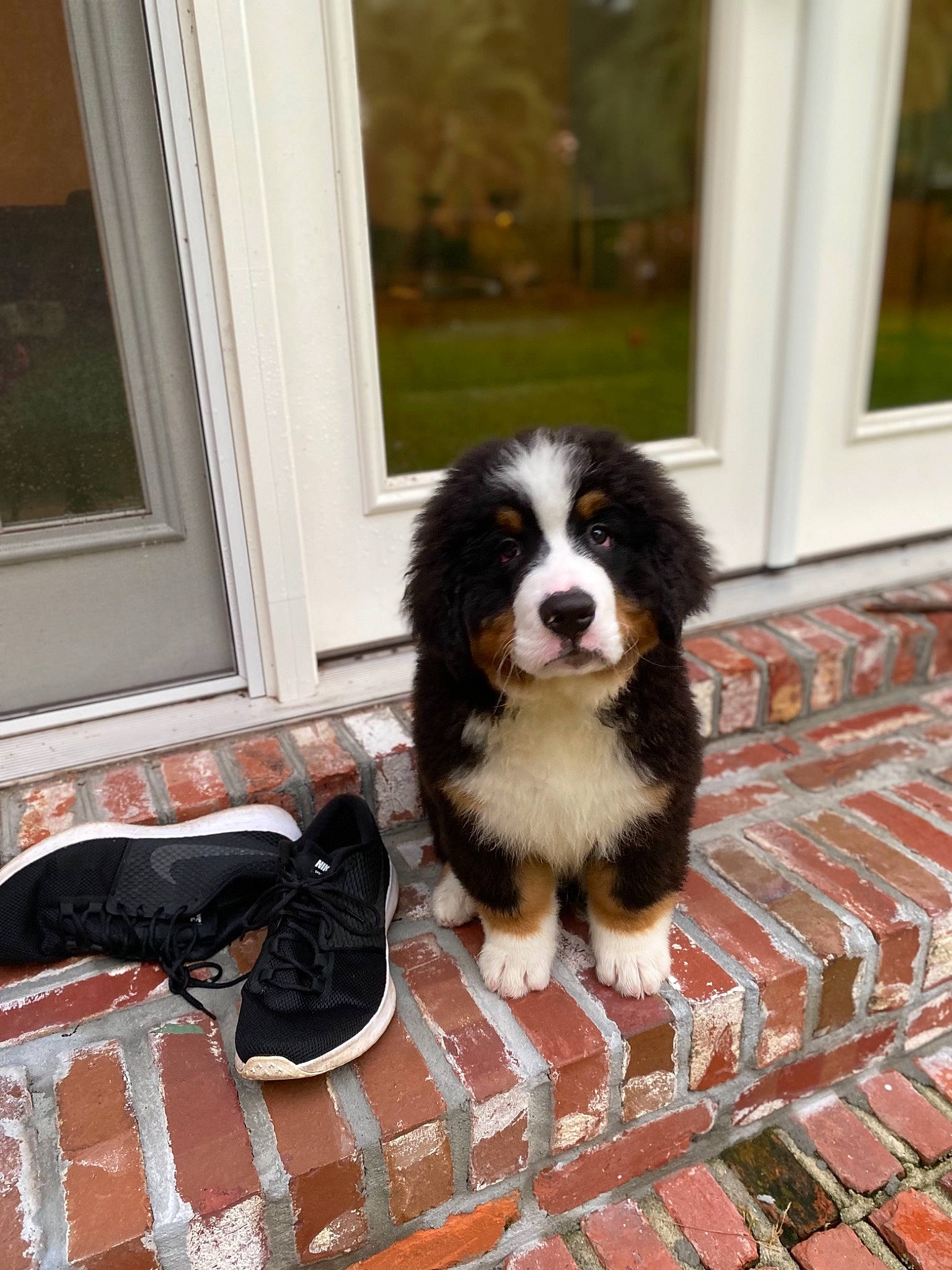 Tabasco is registered to the contest to win money with this photo: bernese_mountain_dog, canidae, carmine, carnivore, companion_dog, dog, dog_breed, dog_supply, door, floor, flooring, fur, hardwood, snout, sporting_group, terrestrial_animal, toy_dog, window, wood, working_animal