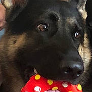 Harley joined the competition — help win amazing prizes! animal, blurred_background, canine, close_up, dog, domestic_animal, ears, face, fur, german_shepherd, happy, indoor, mouth, person, pet, playful, polka_dots, red, tongue, toy