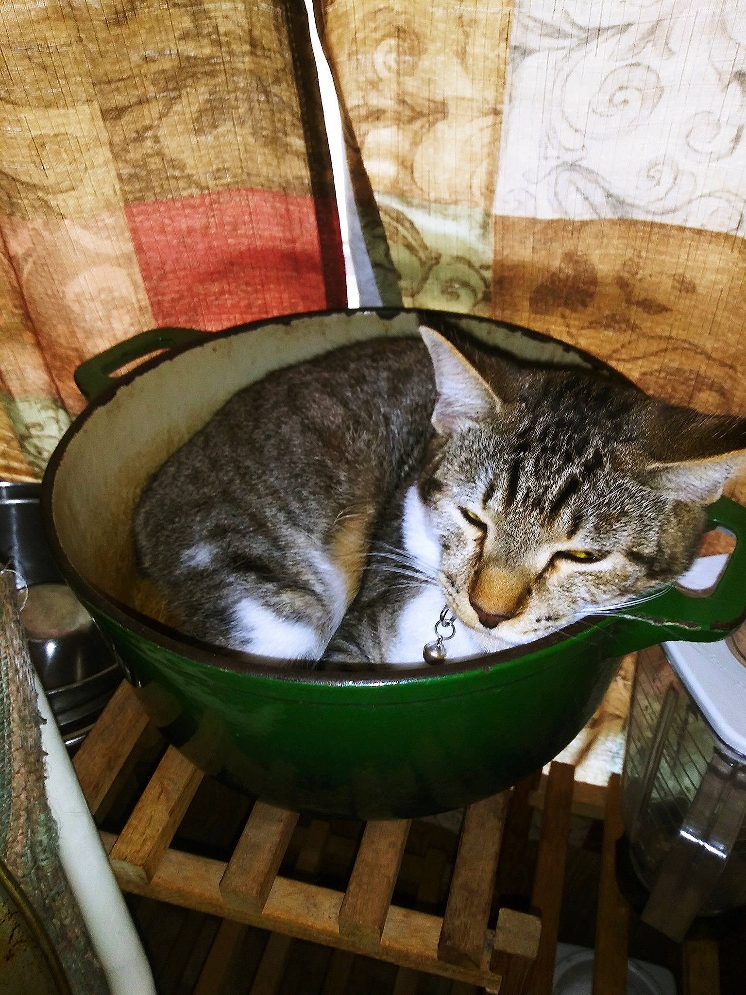 Indi is registered to the contest to win money with this photo: carnivore, cat, cat_supply, comfort, domestic_short_haired_cat, felidae, fur, grass, nap, sitting, small_to_medium_sized_cats, tail, terrestrial_animal, tree, whiskers